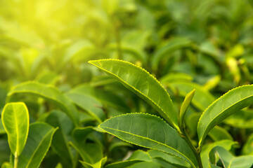 Close up top of green tea leaves in the morning tea plantation.
