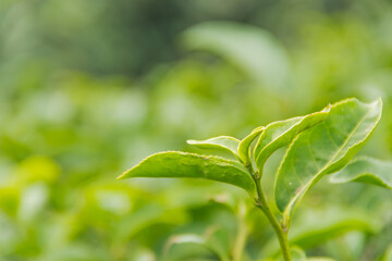 Fototapeta na wymiar Close up top of green tea leaves in the morning tea plantation.