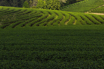 Green tea field in the morning tea plantation.