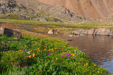 Colorful sunny landscape with orange trollius flowers and violet viola flowers among green grasses near mountain lake edge in bright sun. Many vivid flowers in sunlit motley flower meadow in mountains
