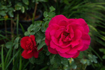 Close-up of yellow rose on a dark green background.