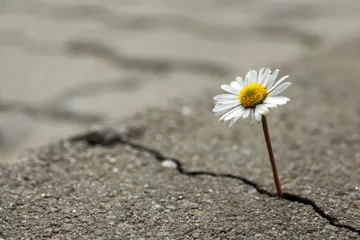 Schilderijen op glas Beautiful flower growing out of crack in asphalt, space for text. Hope concept © New Africa