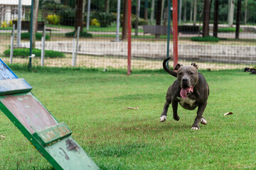 Blue nose Pit bull dog playing and having fun in the park. Grassy floor, agility ramp, ball. Selective focus. Dog park