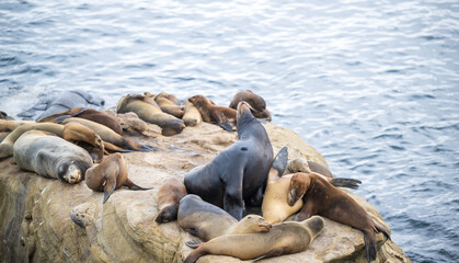 sea lions resting on the rocks