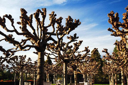 Unique Trees Are Planted In A Line On The Main Campus Of The University Of California Berkeley