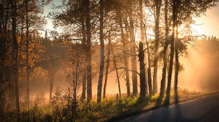 Country road in fall with sunset rays coming through the trees.