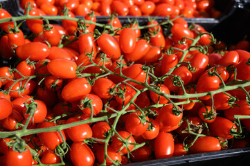 Fresh tomatoes on farmers market with seasonal local vegetables and fruits in small Portuguese village near Sintra