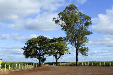 Fototapeta premium tree on the field