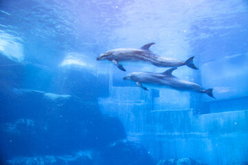 Fototapeta premium バンドウイルカの親子