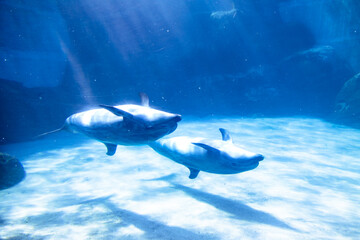 バンドウイルカの親子