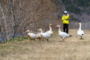 Snow goose’s during migration in the Cap Tourmente National Wildlife Area (Quebec, Canada)