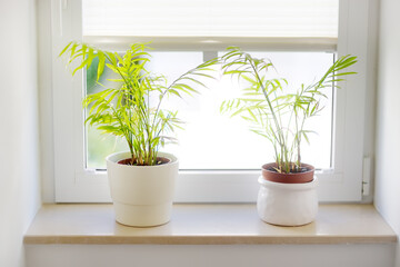 Home plants hamedorea or Areca palm in white pots on the windowsill. Home plants care. Houseplants in design of interiors.