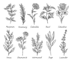 Sketch set of herbs and spices. Hand drawn field plant. Basil, rosemary, calendula, chamomile and lavender. Design elements for engraving. Cartoon linear vector collection isolated on white background - obrazy, fototapety, plakaty