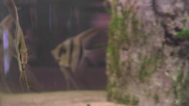 Triangular striped fish swim slowly in the aquarium close-up angelfish scalar. Showcase in the aquarium with Pterophyllum altum. Exhibition of marine fish underwater animals