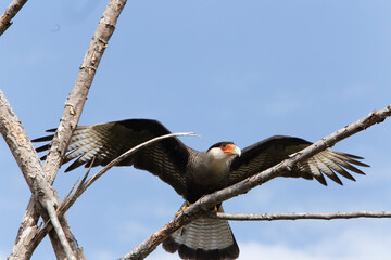 eagle in brazilian pantanal