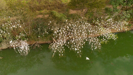 bird's nest next to a lagoon in the brazilian pantanal