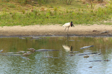 bird of the brazilian pantanal tuiuiú together with alligators