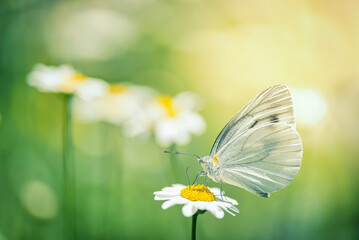  a cabbage butterfly on the flower
