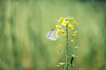  a cabbage butterfly on the flower