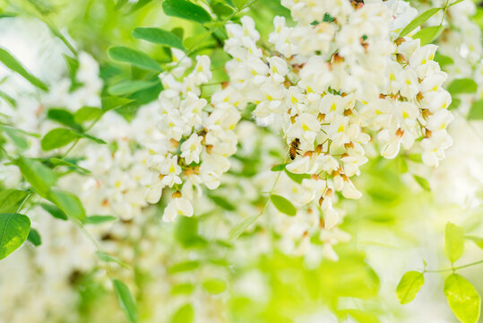 acacia flowers and a honey bee