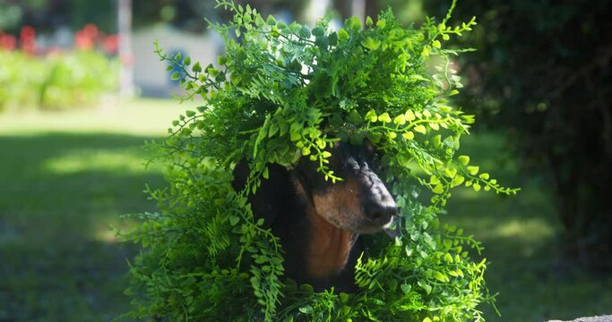 Dachshund wearing green artificial leaves becomes bush to avoid going to school. Domestic dog dressed in bush costume and camouflaged to park runs away