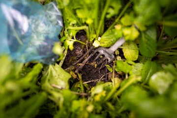 taking a soil sample in a agriculture field in asia