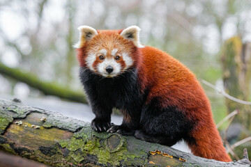 Red Panda looking at camera, Portrait of a Red Panda Ailurus fulgens,