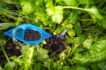 taking a soil sample in a garden in a field on a farm in australia
