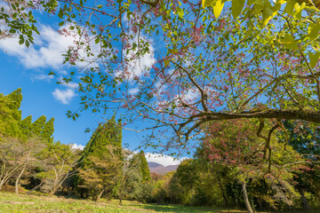 久住高原のマユミの木（大分県竹田市）