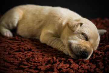 Labrador Retriever puppy sleeping on the carpet ,Dog young sleepy pet in home looking cute
