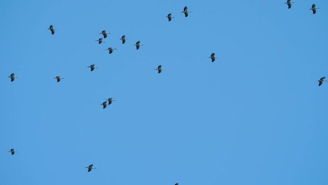 A flock of birds in the blue sky. Herons flying overhead. Silhouette of wild bird herons in the sky
