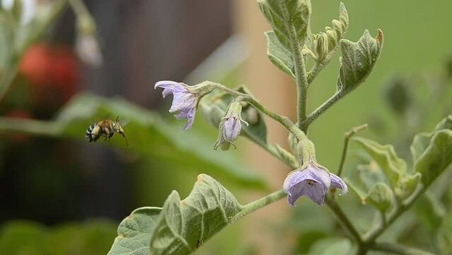 A bee was sucking honey on one of the flowers and also there were some ants on the stems during the day