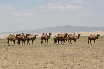 Herd of bactrian camels in the dry Gobi Desert, Umnugovi region in Mongolia. The bactrian camels return home where the nomadic families live in the desert.