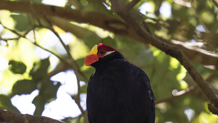 pajaro turaco violeta, de cabeza roja y amarilla con pico anaranjado
