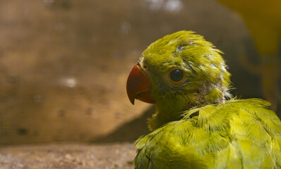 Pajaro ave tipo loro cotorra de color amarillo, ojos blancos y pico rojo