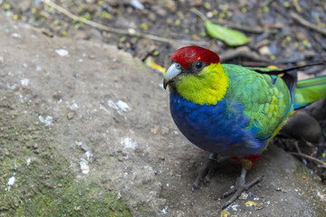 Perico loro con plumas de colores rojo, azul y verde