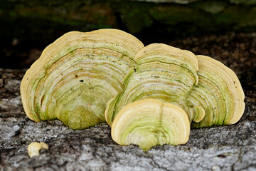 selective focus of fungus growing on the surface of tree trunks