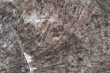 abstract texture pattern of surface on tree trunk      