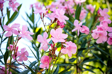 Pink nerium oleander flowers branch with green stem and leaf  in garen outdoor background