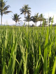 field of corn