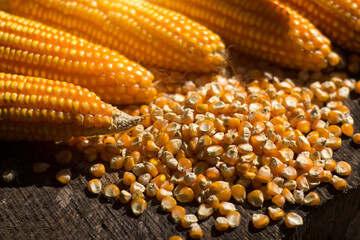 Seeds and corn pods on old wooden floor