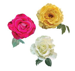 Roses pink ,yellow and white color isolated on whitebackground 
