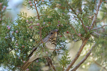Hermit Thrush posing in a pine tree