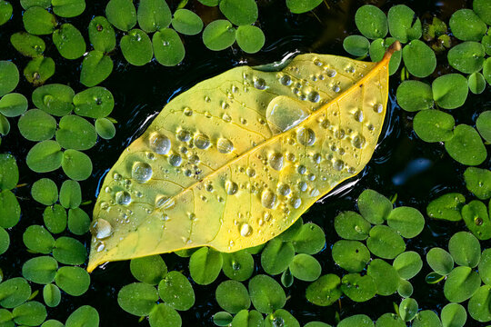 A leaf covered by dew drops floating on water surrounded by floating plants