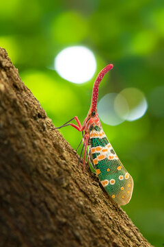 Karen Horned Lanternfly on tree trunk with green blur background and bokeh