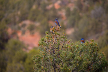 Eastern Bluebird flock in northern arizona