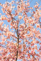 Cherry Blossom in bloom at a japanese garden.
