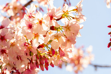 Cherry Blossom in bloom at a japanese garden.