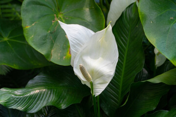 Peace lily flower in bloom in a botanic garden