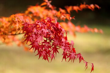 紅葉